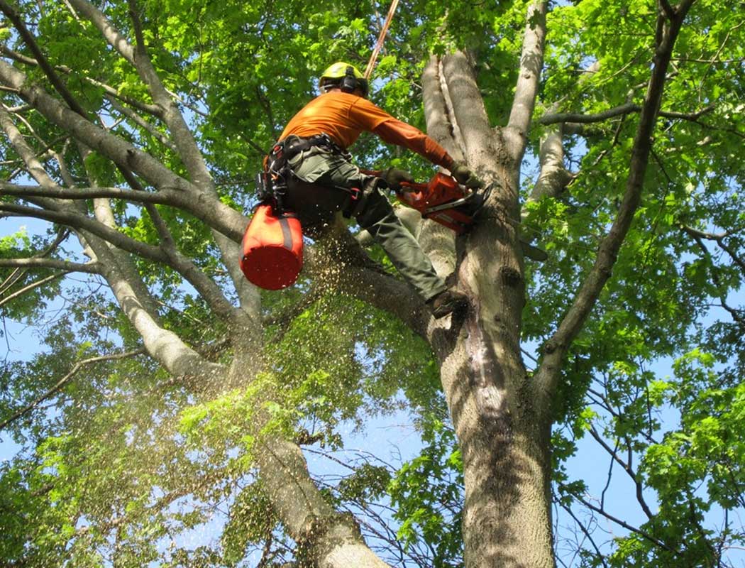 Tree-Trimming-Services
